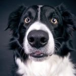 dog-2286773_1920 dog-2286773_1920